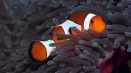 Fish-clown nemo: правилното име и съдържание в аквариума